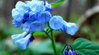 Miranda Lambert- Virginia Bluebell