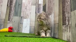 マンチカンの動画01