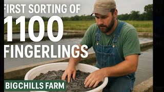First sorting of our 1100 fingernails @BigChills_Farm #CatfishFarming #FingerlingsSorting