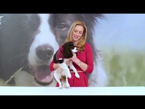 Dr. Katy's Tips on Relieving Your Pet's Holiday Stress