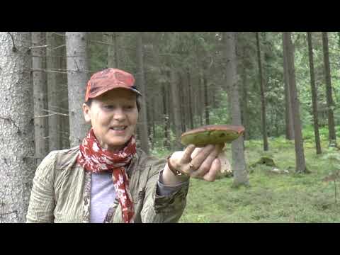 LITHUANIAN EXTRA 19: PICKING MUSHROOMS - Grybaujame