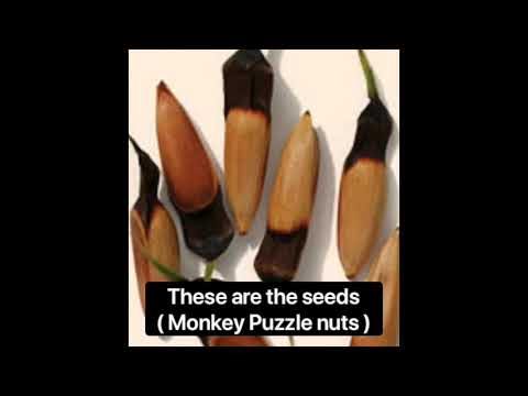 Planting a Monkey Puzzle tree