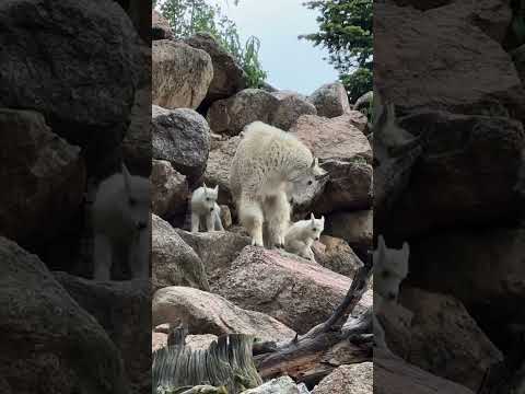 Yesterday, Lena's twins toddled after her into the main yard for the first time!