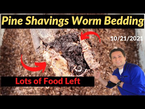 Pine Shavings Worm Bin - Lots of Coffee Grounds Left 10/21/2021