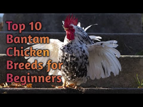 , title : 'Top 10 Bantam Chicken Breeds for Beginners'
