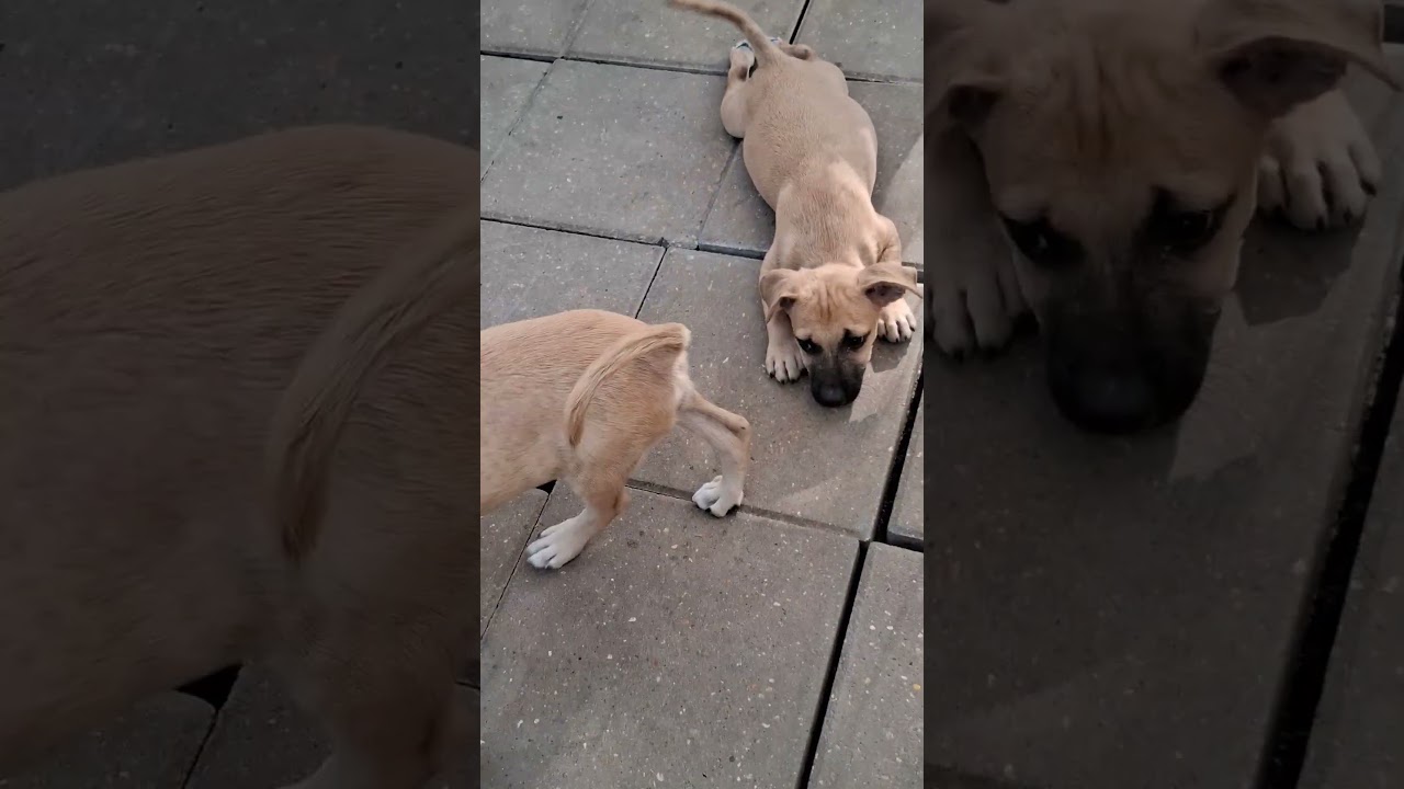 Enlarge Frosty, a Adoptable mixed breed in Newburgh, NY video 4/4