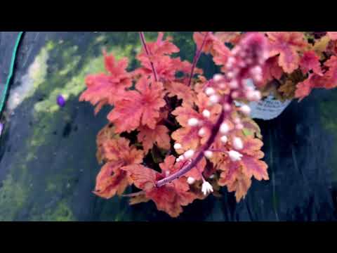 download lagu mp3 mp4 Heucherella Hopscotch, download lagu Heucherella Hopscotch gratis, unduh video klip Heucherella Hopscotch