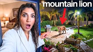 Download lagu We Actually Found a MOUNTAIN LION in our Backyard! mp3