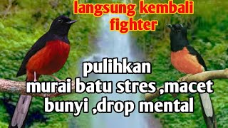 Download lagu relaksasi air ' terapi murai batu stres macet bunyi ,drop mental lanagsung pulih seketika mp3