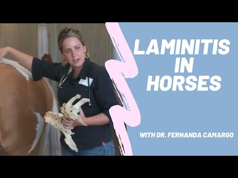 Laminitis in Horses