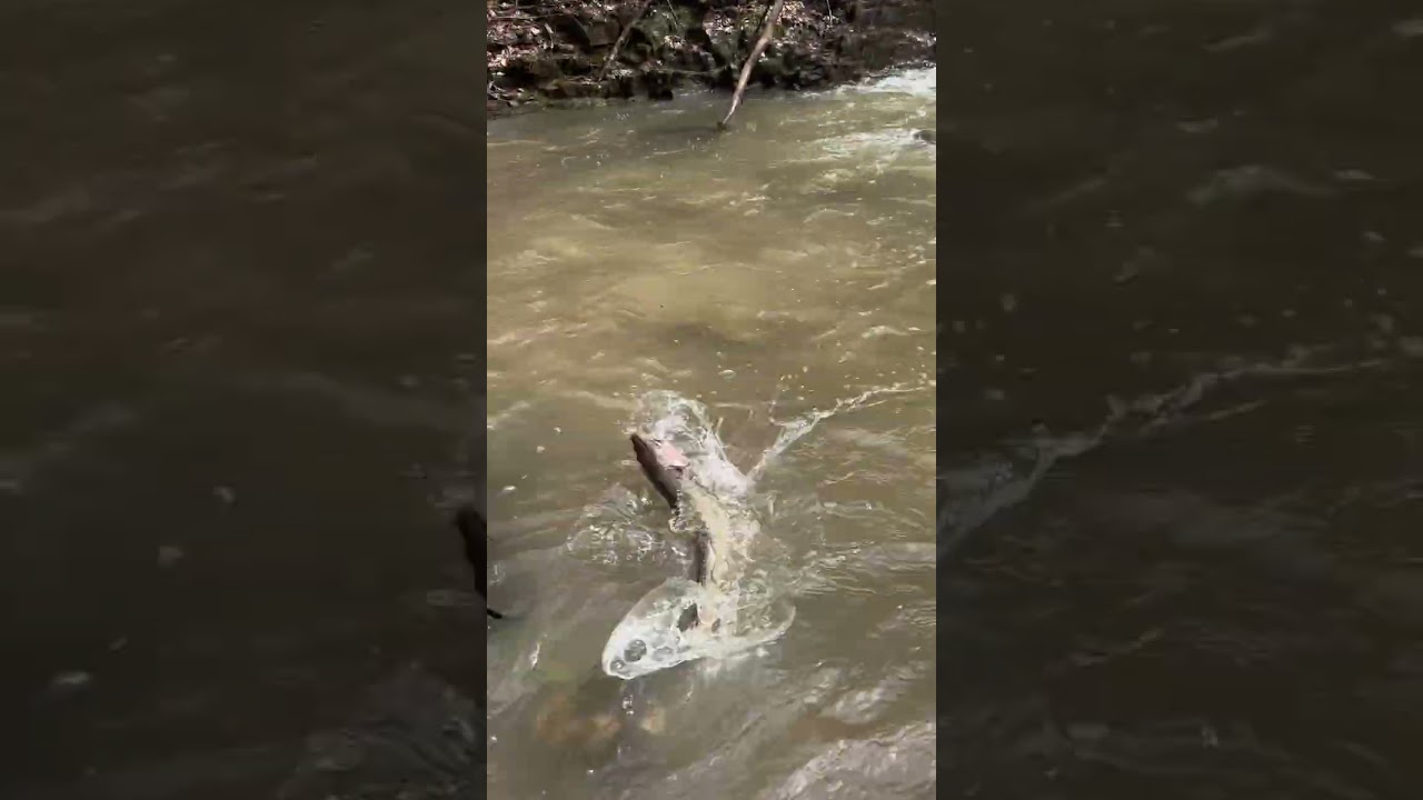 2026.4.1  青森県の渓流釣り解禁日　39cmと50cmのイワナが立て続けに釣れる