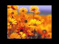 Owl City - Garden Party *NEW SONG* 2012 