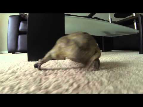 Budgett's frog Lepidobatrachus Laevis