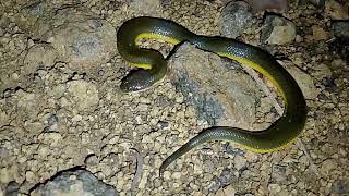 Cân cảnh con rắn cực to nằm giữa viên đá