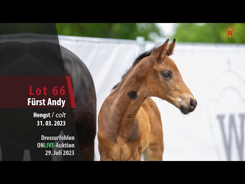 ONLIVE-AUKTION Lot 66 Fürst Andy Hengst v. Fürst Wilhelm - Destano