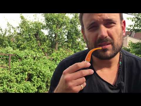 Solani Festival in Peterson Rosslare 05