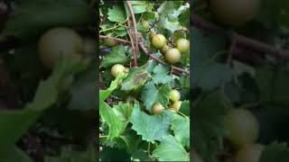 Early Fry Muscadine Review by Greg Ison