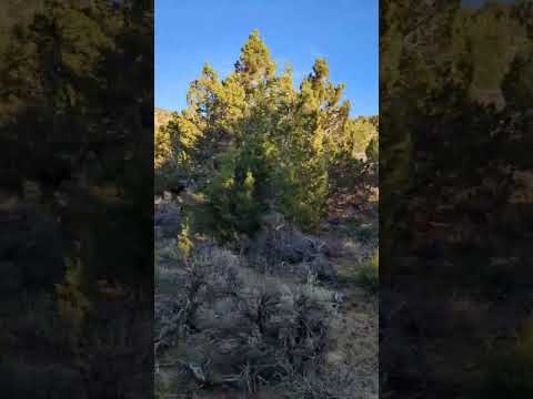 Nevada Master Guide Mule Deer Tag