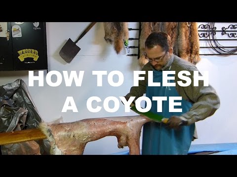 HOW TO FLESH A COYOTE