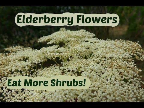 download lagu mp3 mp4 Show Picture Of Elderflower, download lagu Show Picture Of Elderflower gratis, unduh video klip Show Picture Of Elderflower