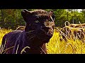 Field Scene The Jungle Book 2016