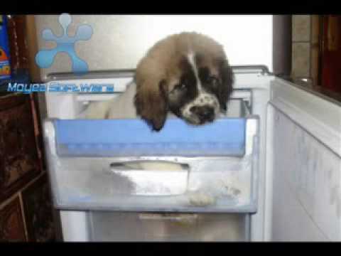 super super mancare bautura si dans