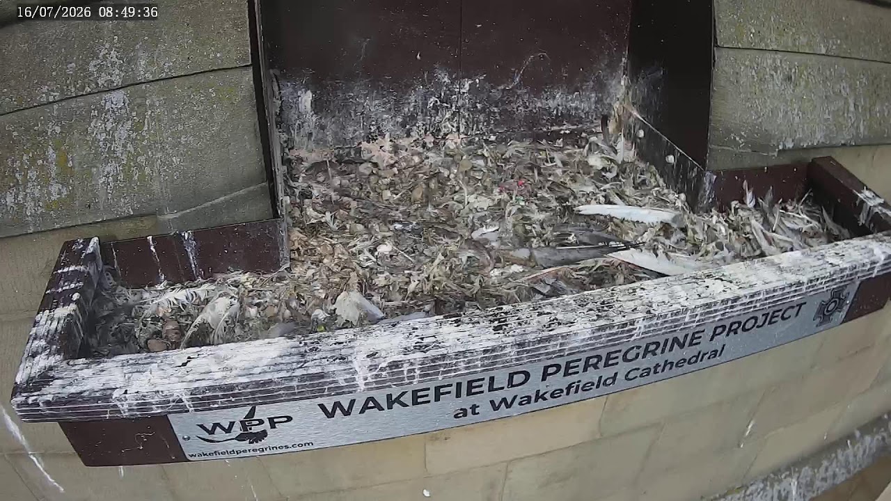 Live webcam view of Wakefield Peregrine Nest Box Cam