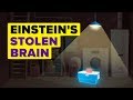 A Man Steals Albert Einstein's Brain And Keeps It In His Basement For 23 Years