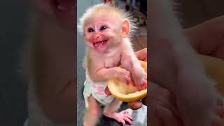 Download lagu Funny monkey laughing mp3