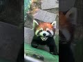 How does a red panda bark or make noise？？