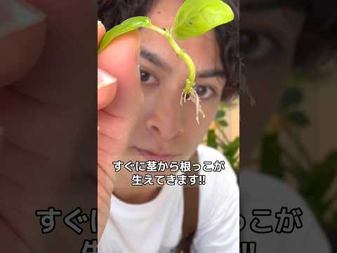 冬に豆を植える