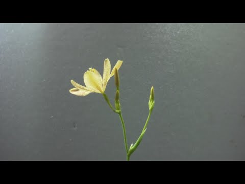 扇の花 植物