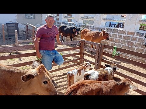 Na Feira de Animais em Cubatí PB, e os Valores Por Cabeça.