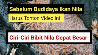 Download lagu Ternyata Bibit Nila Cepat Besar!! Budidaya Ikan Nila !!  mp3 Download lagu Ternyata Bibit Nila Cepat Besar!! Budidaya Ikan Nila !!  mp3