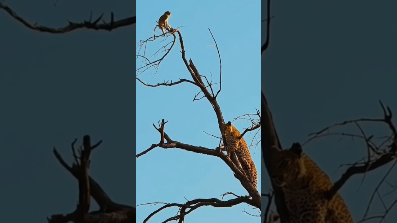 Tiger Attack On Monkey #animals