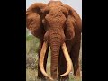 Angry Elephant Trumpet Sound