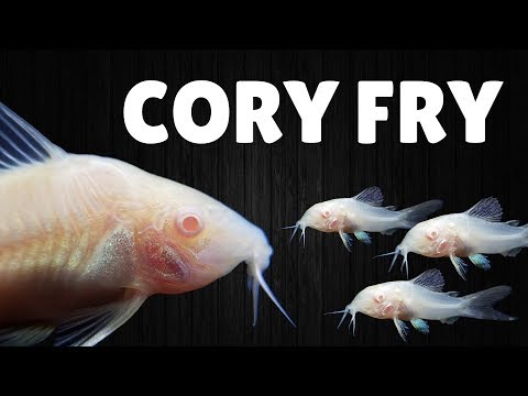 How to Raise Cory Catfish Fry