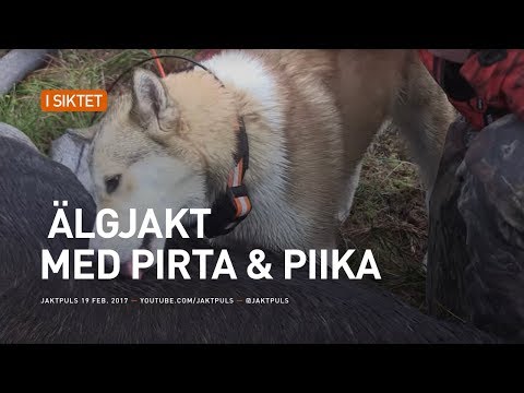 Älgjakt med Pirta & Piika