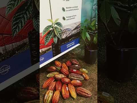 Cacau Sul da Bahia Ilhéus Itabuna
