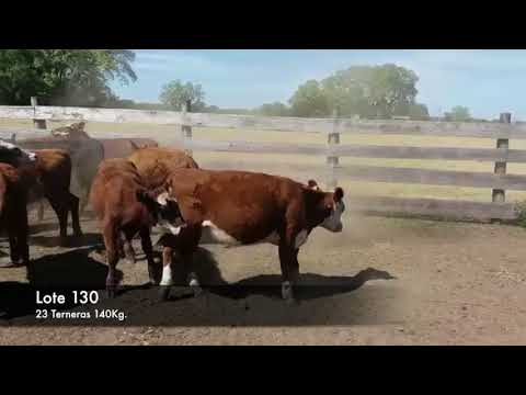 Lote 23 Terneras 18 HE.AA- 3 HE- 2AA. 140kg -  en Ruta 21 km 306