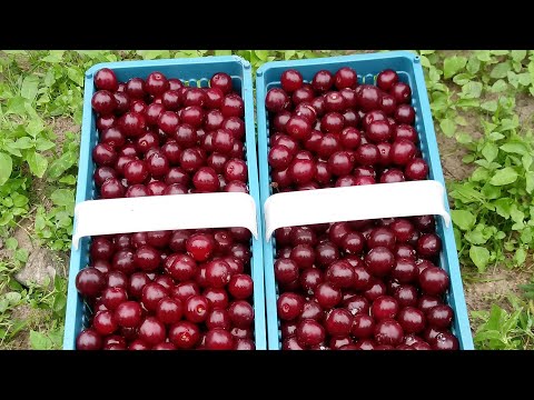 Jaką odmianę wiśni wybrać na działkę?