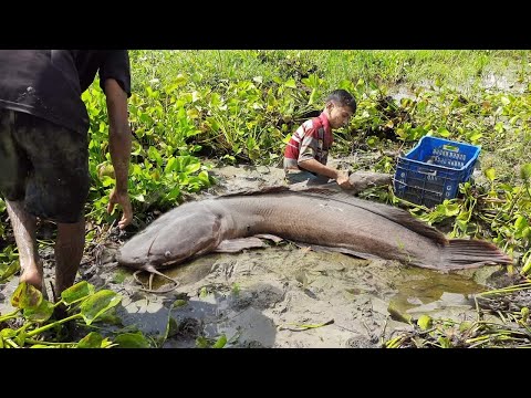 Hand Fishing Video 2026.  Amazing Boy Is Catching Big Catfish  From Under The Water Hyacinth.