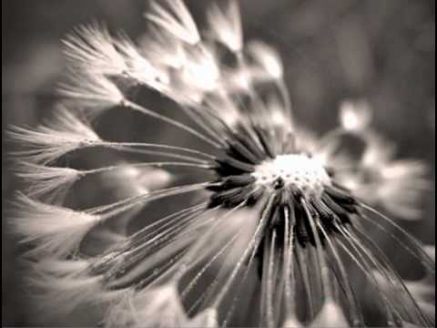 DADDY SPIEWA  - DMUCHAWCE,  LATAWCE, WIATR