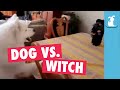 Hilarious Dog Has Irrational Fear Of Halloween Witch Toy