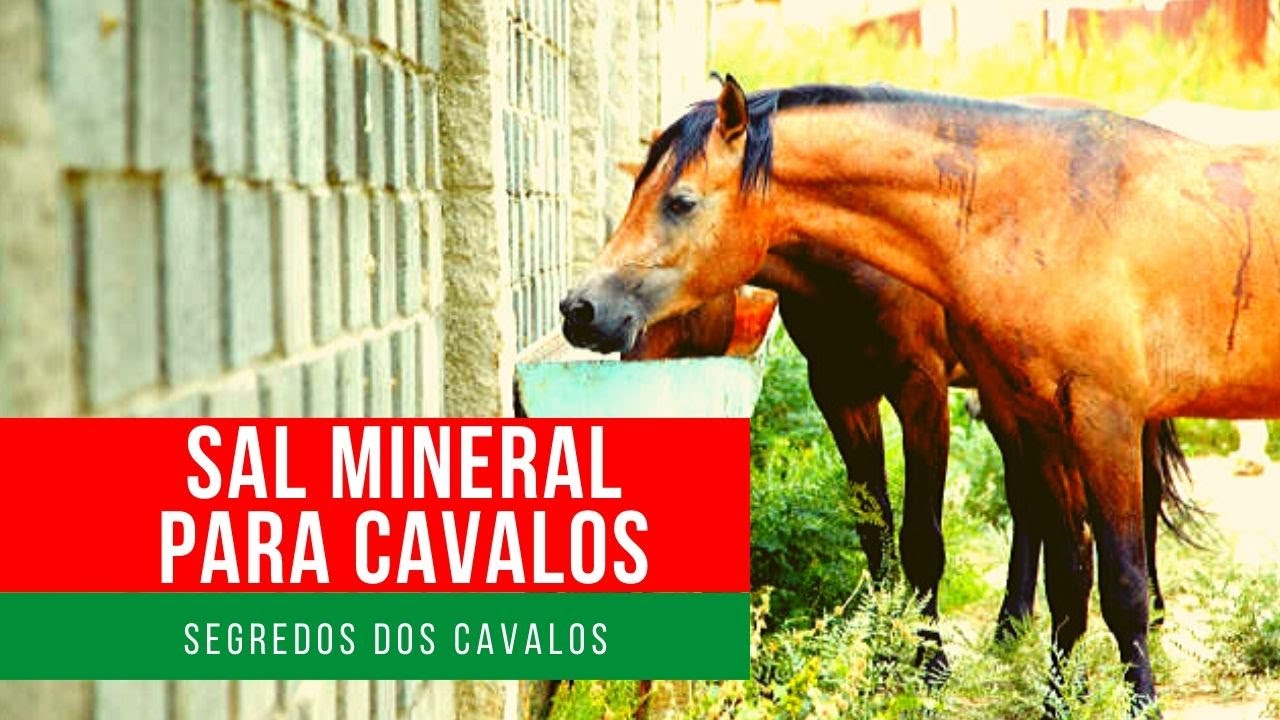 PORQUE CAVALO COME SAL - QUANTIDADE E IMPORTÂNCIA