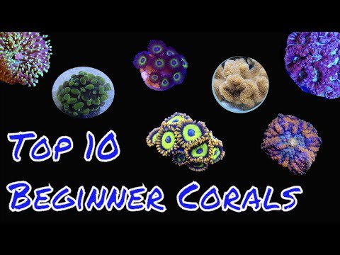 Top 10 Corals for beginners