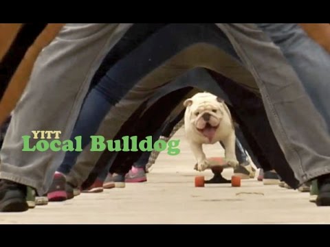 The Beatles vs. twenty one pilots - Local Bulldog (YITT mashup)