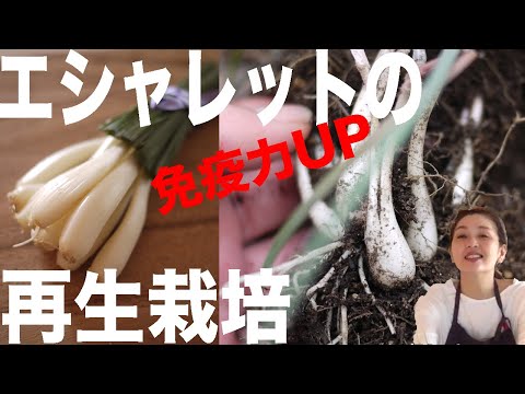 エシャロット、Allium ascalonicum