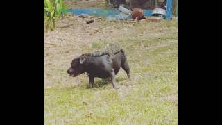 animale cainele si soparla