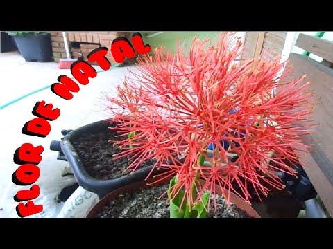 Como Plantar Coroa Imperial também chamada de Flor de Natal